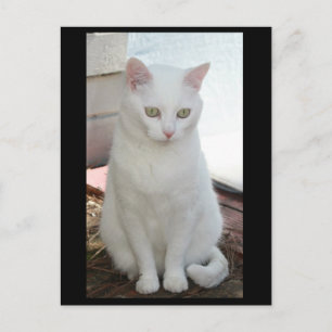 Carte Postale Juste Missy