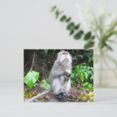 Carte Postale Juste Monkearound (Debout devant)