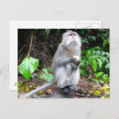 Carte Postale Juste Monkearound (Devant / Derrière)