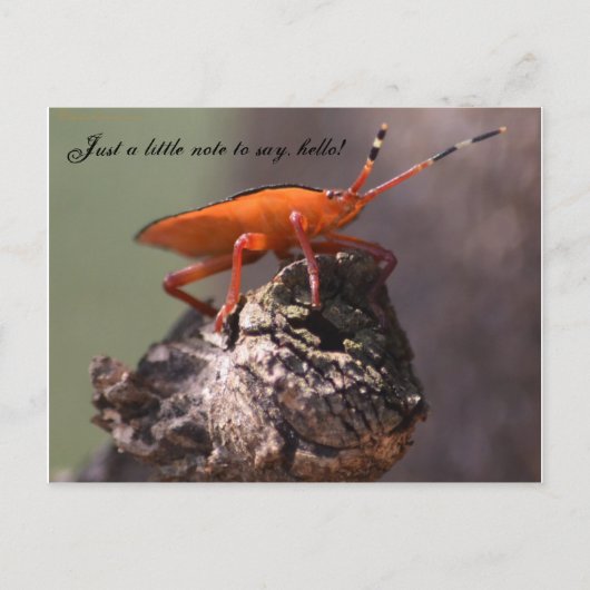 Carte Postale Juste un petit mot pour dire bonjour ! (Devant)