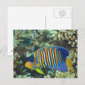 Carte Postale Juvenile Regal Eperviers Pygoplites (Devant / Derrière)