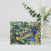 Carte Postale Juvenile Regal Eperviers Pygoplites (Debout devant)