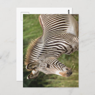 Carte Postale Juvenile Zebra