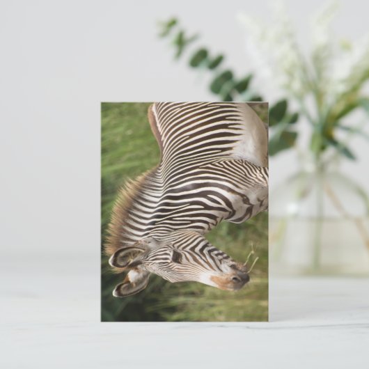 Carte Postale Juvenile Zebra (Debout devant)