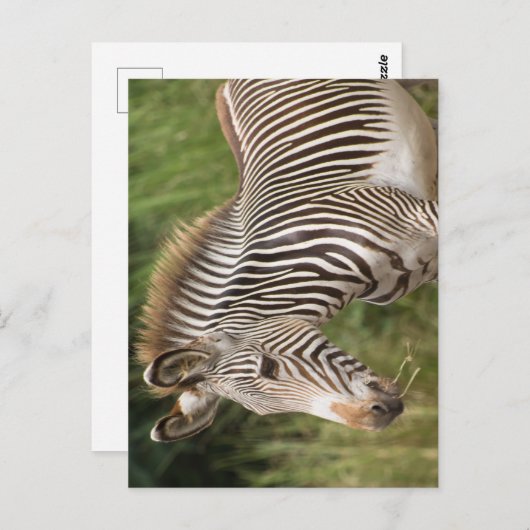 Carte Postale Juvenile Zebra (Devant / Derrière)