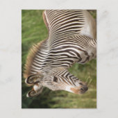 Carte Postale Juvenile Zebra (Devant)
