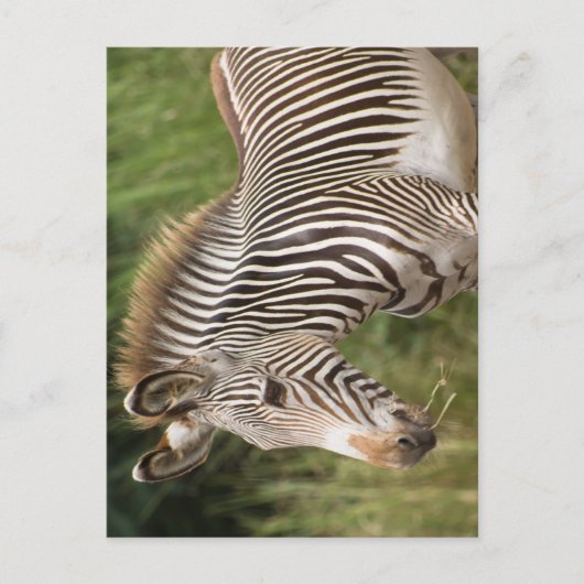 Carte Postale Juvenile Zebra (Devant)
