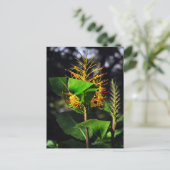Carte Postale Kahili Ginger (Debout devant)