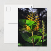 Carte Postale Kahili Ginger (Devant / Derrière)