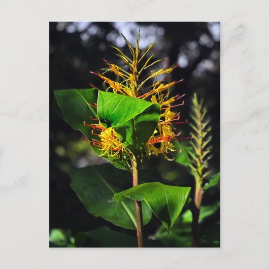 Carte Postale Kahili Ginger (Devant)
