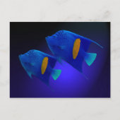 Carte Postale Kaiserfischpaar (Devant)