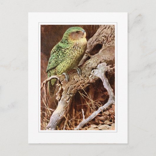 Carte Postale Kakapo (Devant)