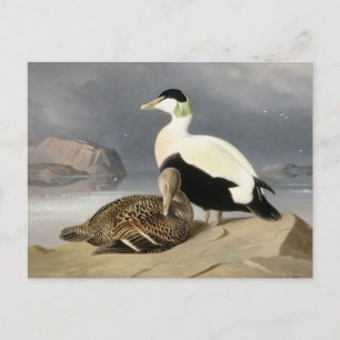 Carte Postale Kaksi Haahkaa par Ferdinand von Wright