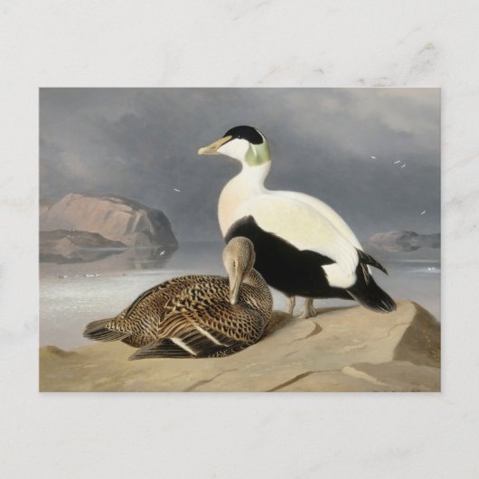 Carte Postale Kaksi Haahkaa par Ferdinand von Wright (Devant)