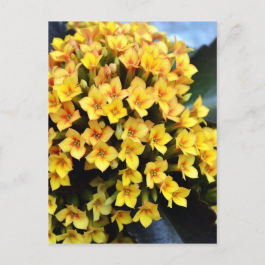 Carte Postale Kalanchoe Blossfeldiana (Devant)