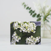 Carte Postale Kalanchoe Blossfeldiana (Debout devant)