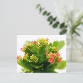 Carte Postale Kalanchoe blossfeldiana (Debout devant)