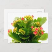 Carte Postale Kalanchoe blossfeldiana (Devant / Derrière)