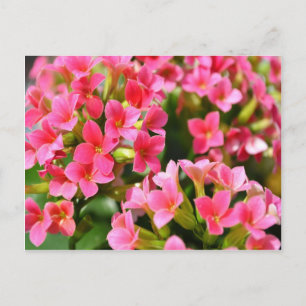 Carte Postale Kalanchoes roses