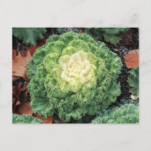 Carte Postale Kale ornemental
