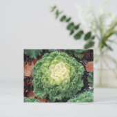 Carte Postale Kale ornemental (Debout devant)