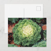 Carte Postale Kale ornemental (Devant / Derrière)