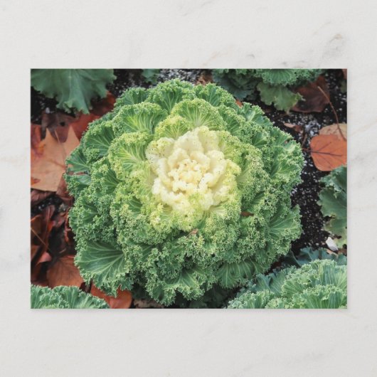Carte Postale Kale ornemental (Devant)