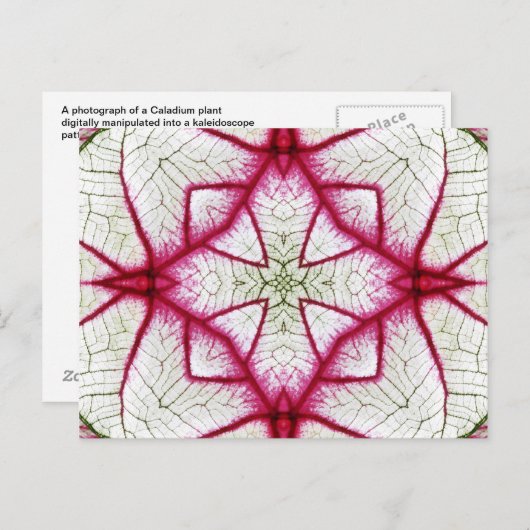 Carte Postale Kaleidoscope de Caladium rouge, blanc et vert (Devant / Derrière)