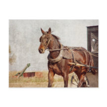 Kalona, cheval de l'Iowa et boguet amish