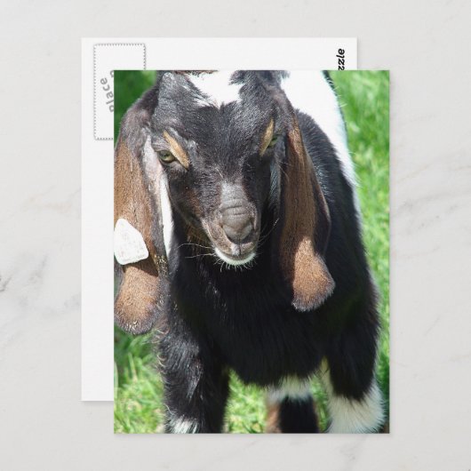 Carte Postale Kalvin (Devant / Derrière)