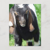 Carte Postale Kalvin (Devant)