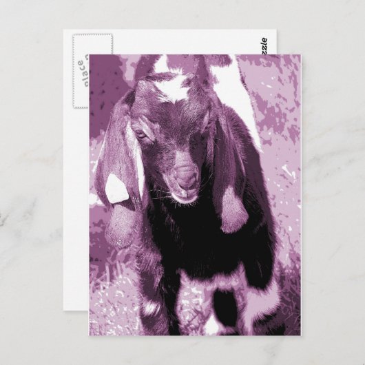 Carte Postale Kalvin en violet (Devant / Derrière)