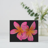 Carte postale Kaneohe Sunburst Plumeria (Debout devant)