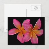 Carte postale Kaneohe Sunburst Plumeria (Devant / Derrière)