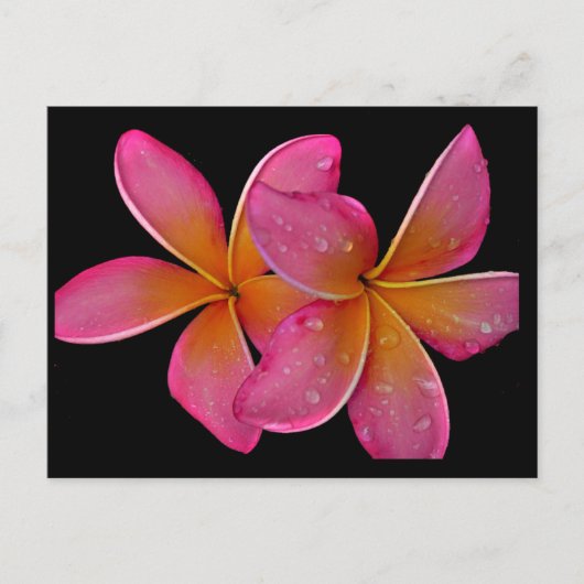 Carte postale Kaneohe Sunburst Plumeria (Devant)