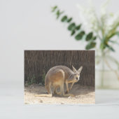 Carte Postale Kanga (Debout devant)