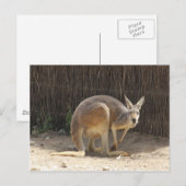 Carte Postale Kanga (Devant / Derrière)
