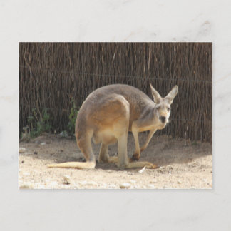 Carte Postale Kanga