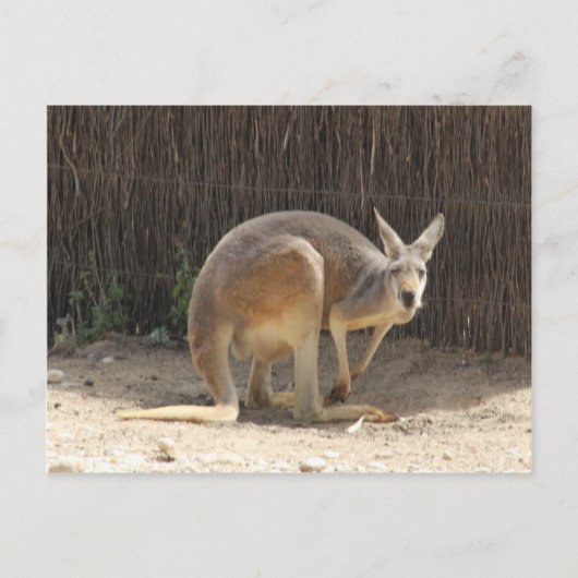Carte Postale Kanga (Devant)