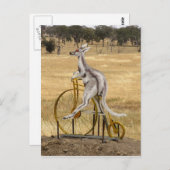 Carte Postale Kangaro Sur Roues (Devant / Derrière)