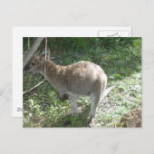Carte postale Kangaroo ! (Devant / Derrière)