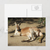 Carte postale Kangaroo (Devant / Derrière)