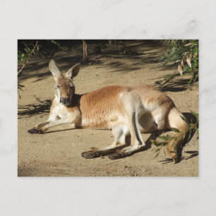 Carte postale Kangaroo