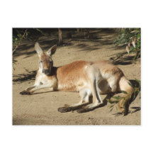 Carte postale Kangaroo