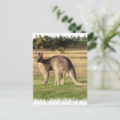 Carte postale Kangaroo (Debout devant)