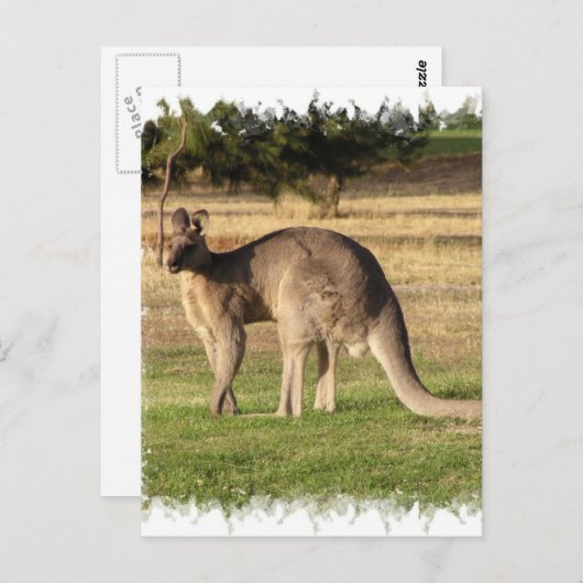 Carte postale Kangaroo (Devant / Derrière)