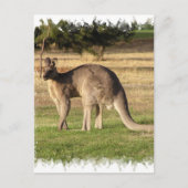 Carte postale Kangaroo (Devant)