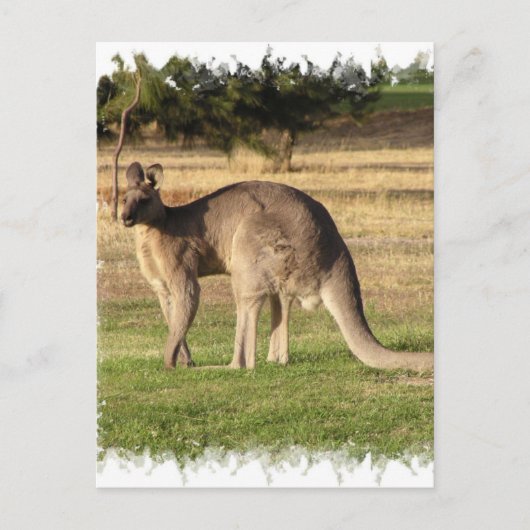 Carte postale Kangaroo (Devant)