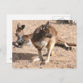 Carte postale Kangaroo (Devant / Derrière)