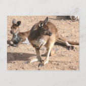 Carte postale Kangaroo (Devant)